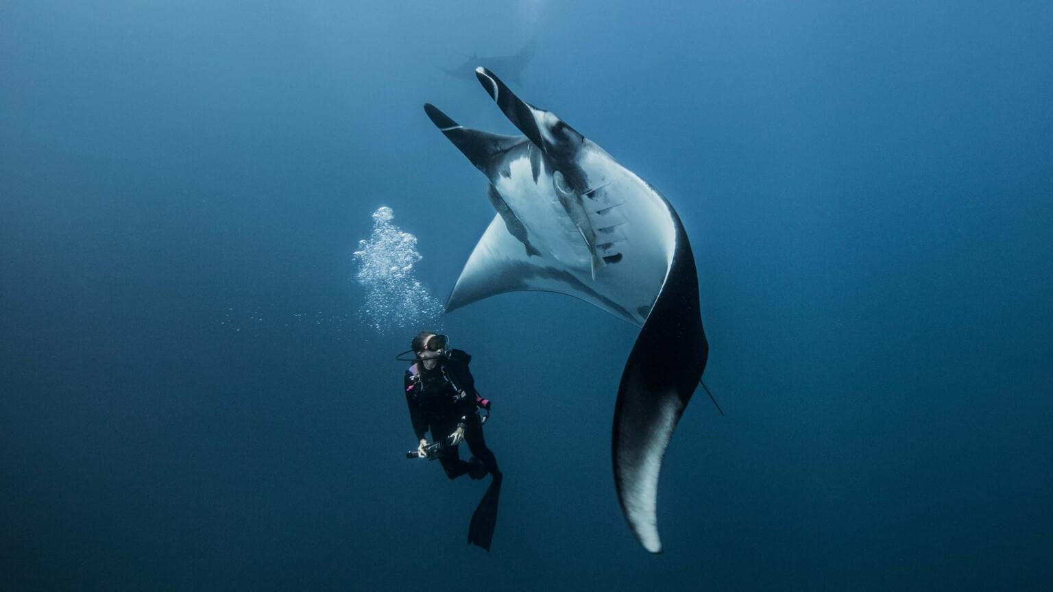 Scuba Diving Courses for Every Level