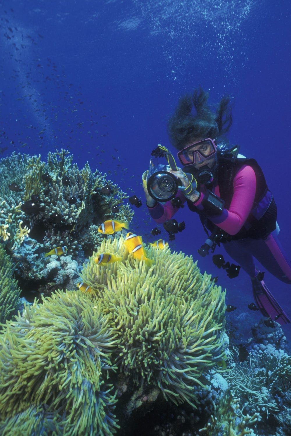 scuba-diver-takes-picture-of-anemone-fish-and-their-host-anemone-.jpg